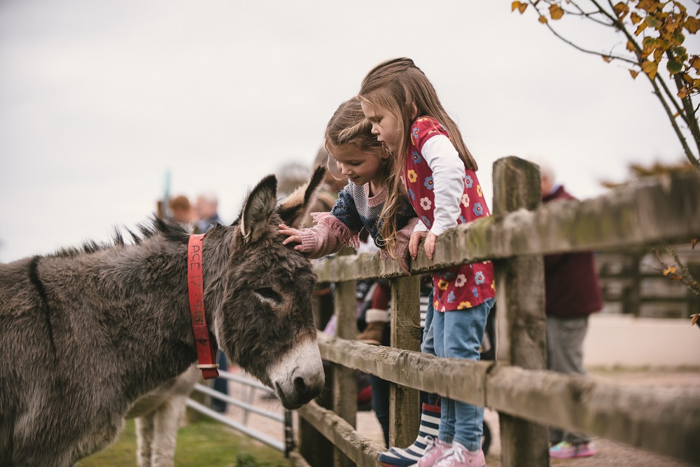 'We actively encourage people to come and cuddle the donkeys'. Image by Matt Austin for The Donkey Sanctuary
