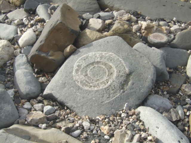 Ammonites on Monmouth beach, Lyme Regis, Dorset