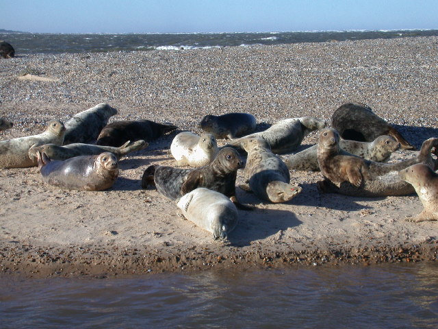 Seals at Blakeney Point