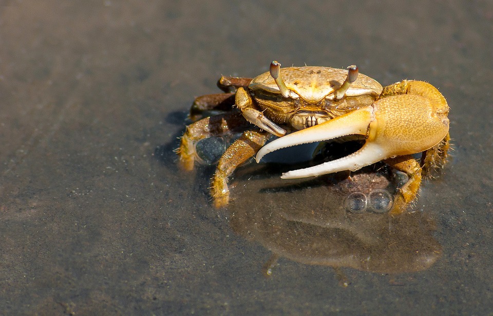 To avoid getting nipped, handle crabs gently between your thumb and forefinger just behind the pincers!