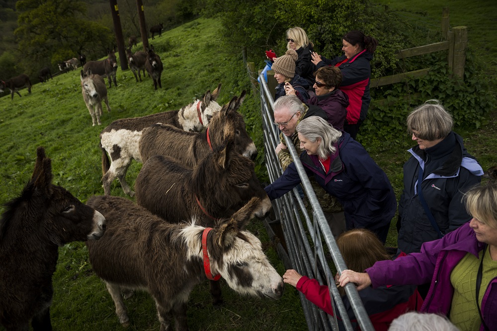 J'Quality time volunteers' get close and personal with the donkeys. Image: Matt Austin for The Donkey Sanctuary