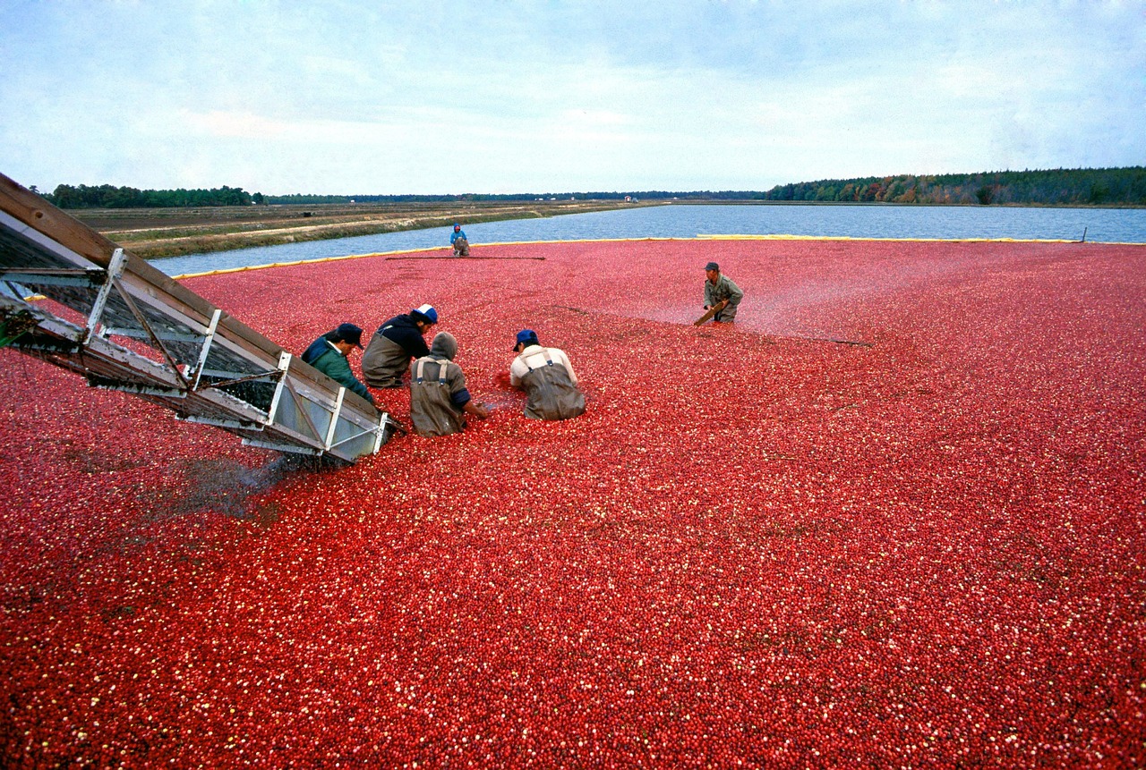 cranberry-387284_1280