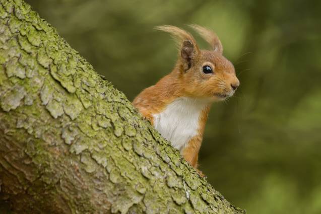 supporting the Woodland Trust