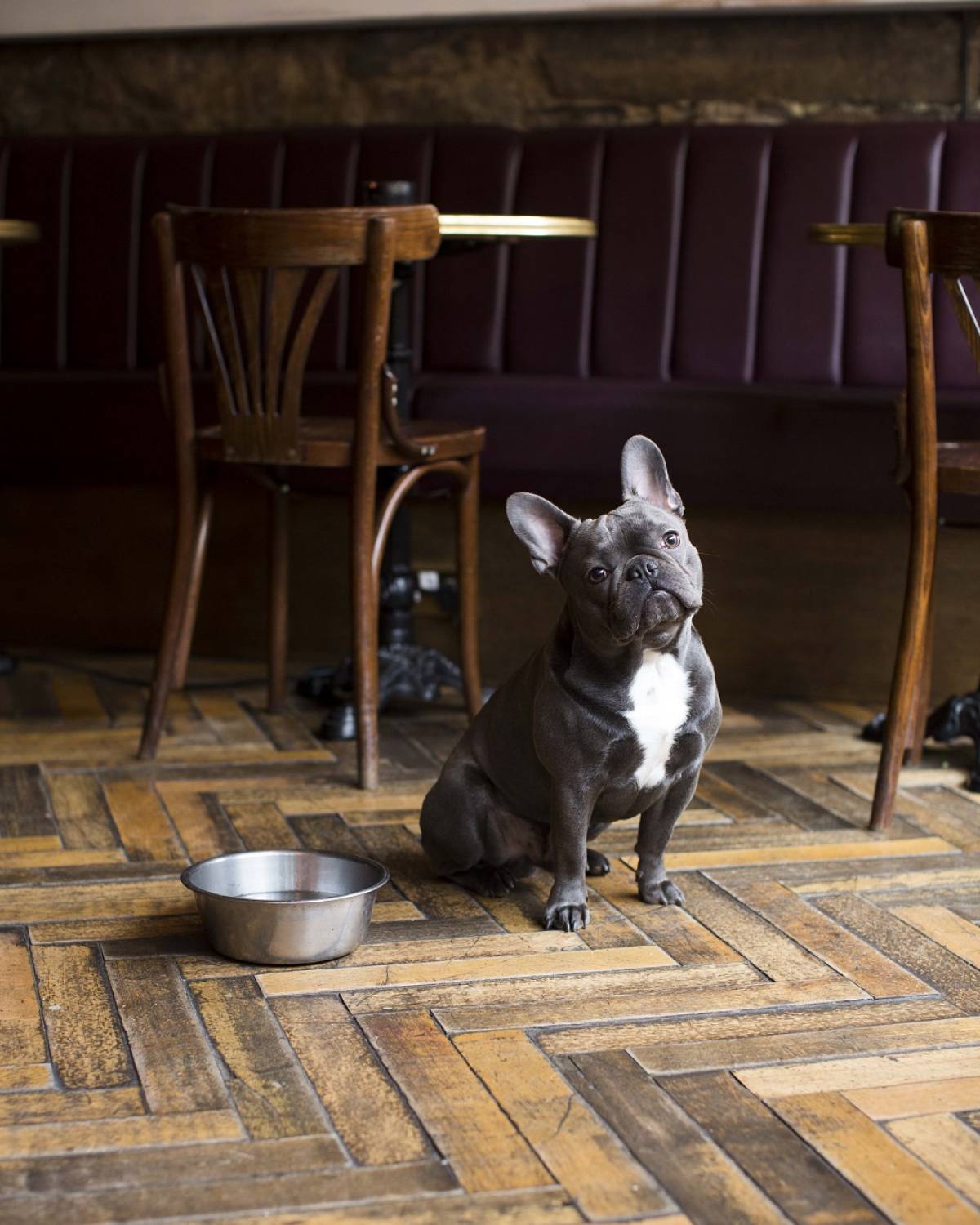 the ‘ruff guide’ to pub walks with dogs