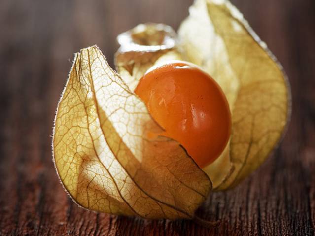 the golden berry: nine things you probably didn’t know about this delicious little fruit