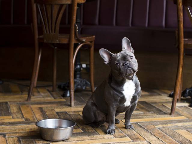 the ‘ruff guide’ to pub walks with dogs